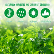 SEFUDUN Wormwood Ginger Detox Foot Patches, 16pcs