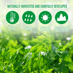 SEFUDUN Wormwood Ginger Detox Foot Patches, 16pcs