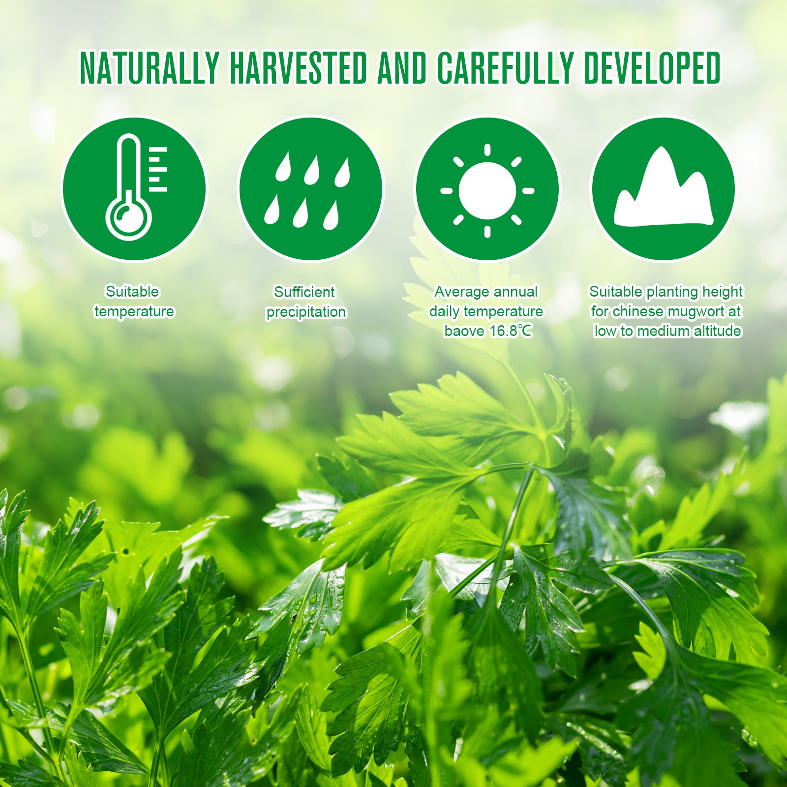 SEFUDUN Wormwood Ginger Detox Foot Patches, 16pcs