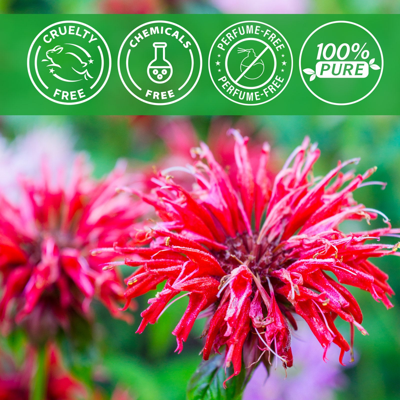 ALIVER Natural Monarda Essential Oil for Hair Growth, 60ml