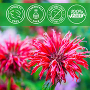 ALIVER Natural Monarda Essential Oil for Hair Growth, 60ml