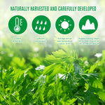 SEFUDUN Wormwood Shoulder Pain Relief Patches, 12pcs