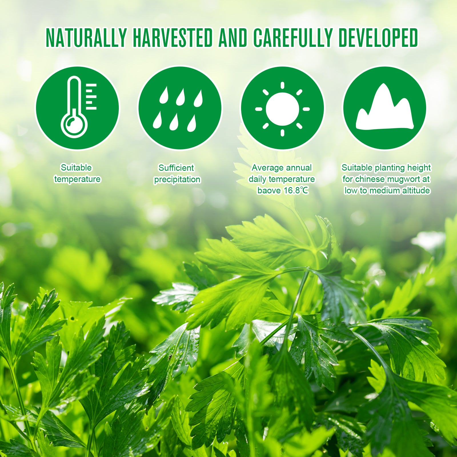 SEFUDUN Wormwood Shoulder Pain Relief Patches, 12pcs